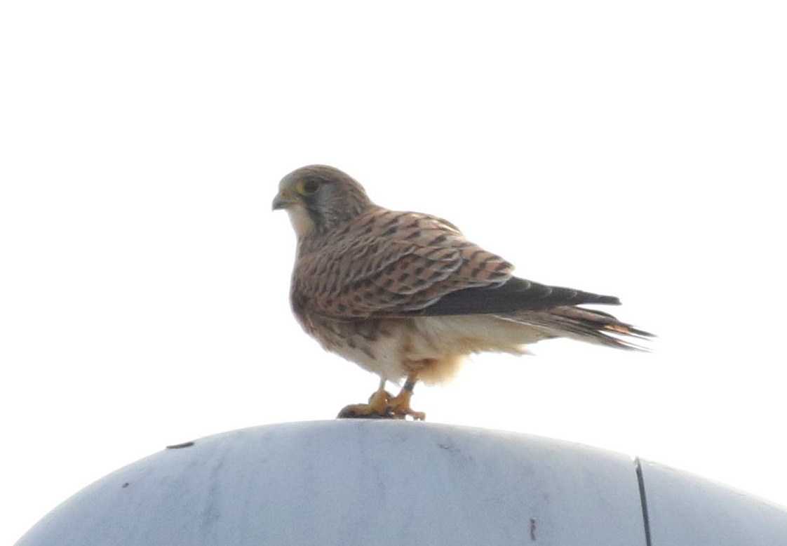 בז מצוי - ML647070293