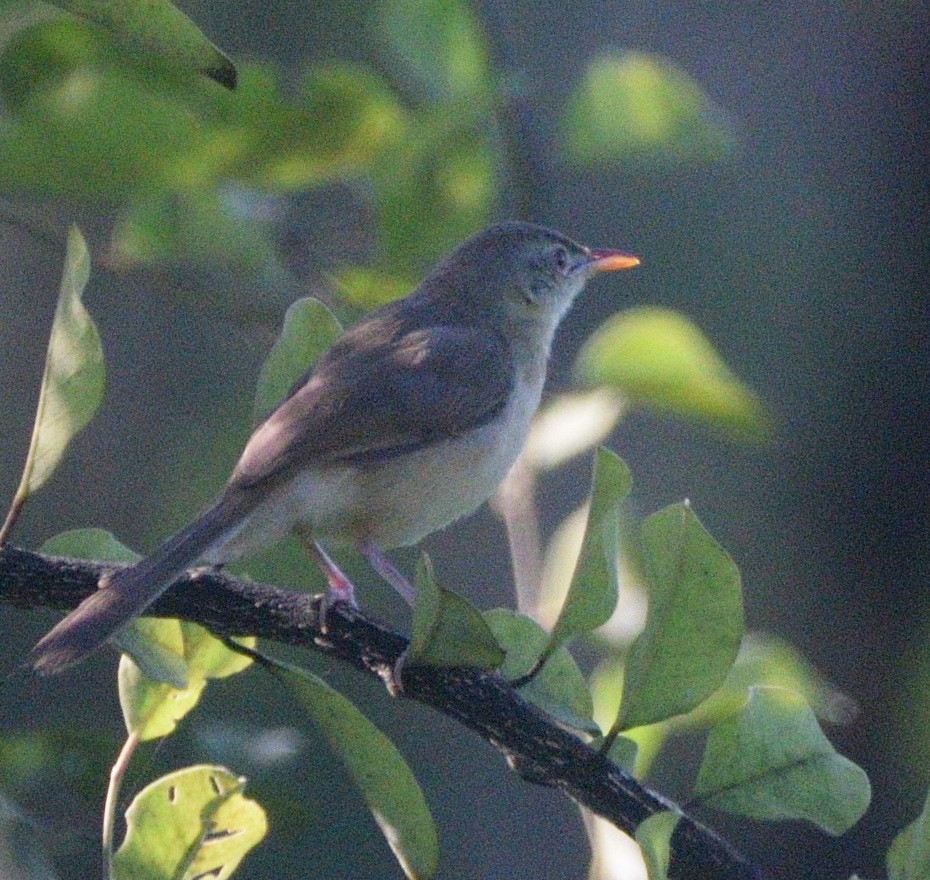 Jungle Prinia - ML647070295