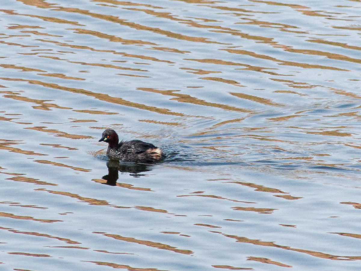 Little Grebe - ML647070296