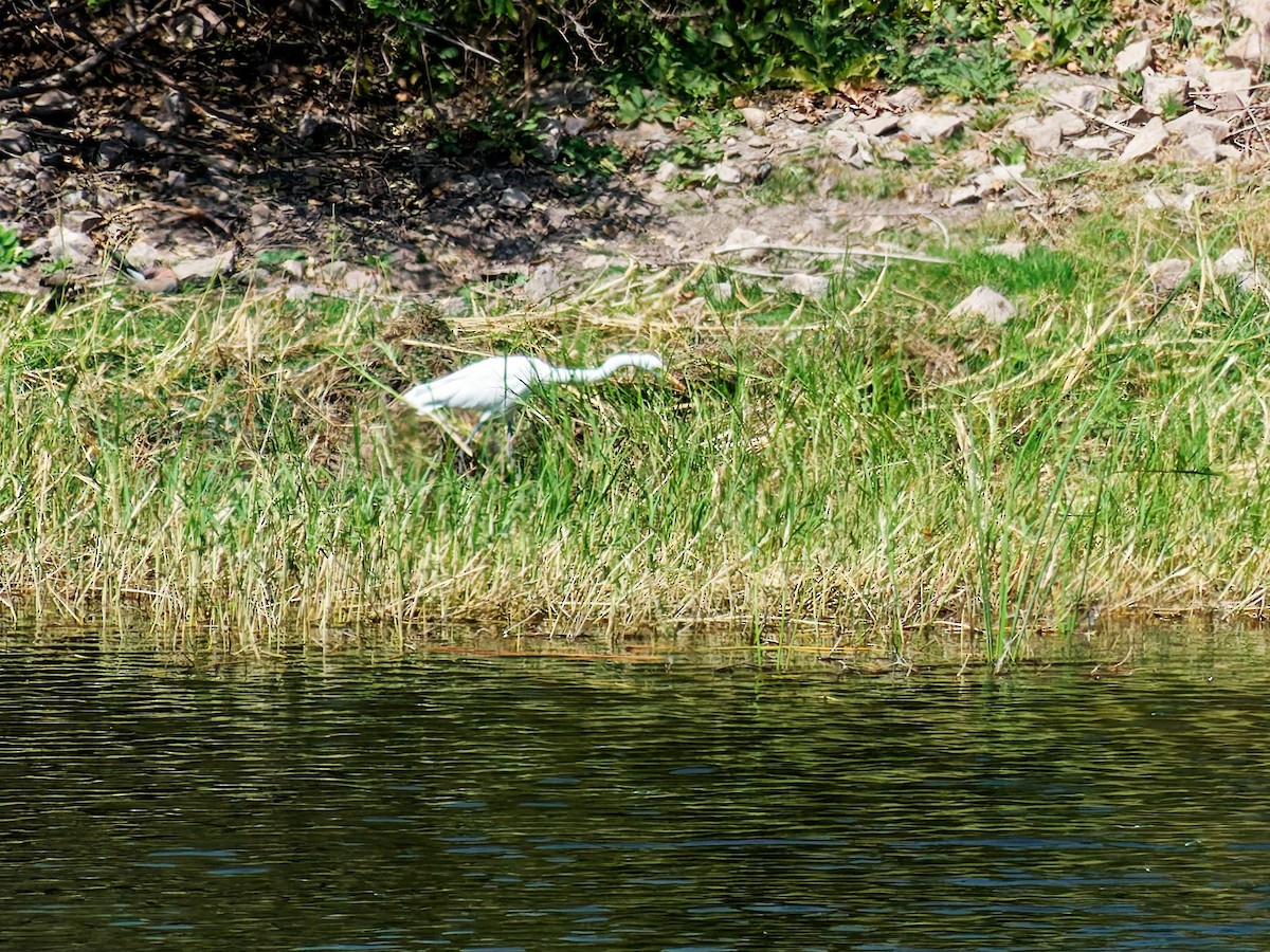 Great Egret - ML647070300