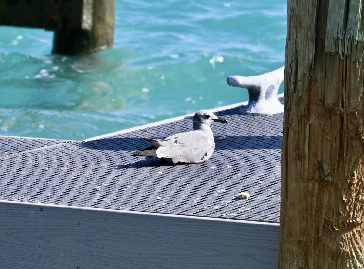 ワライカモメ - ML647070301