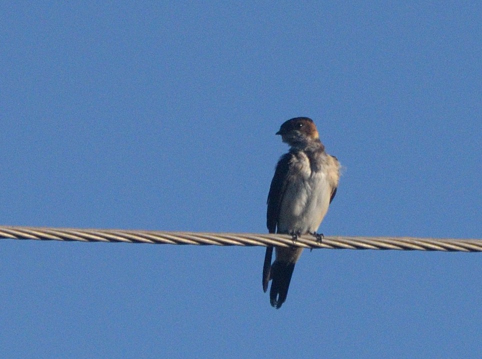 Eastern Red-rumped Swallow - ML647070304