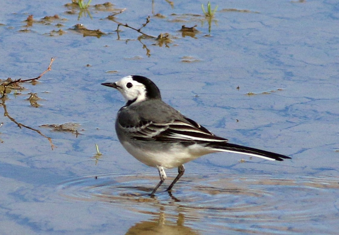 konipas bílý - ML647070306