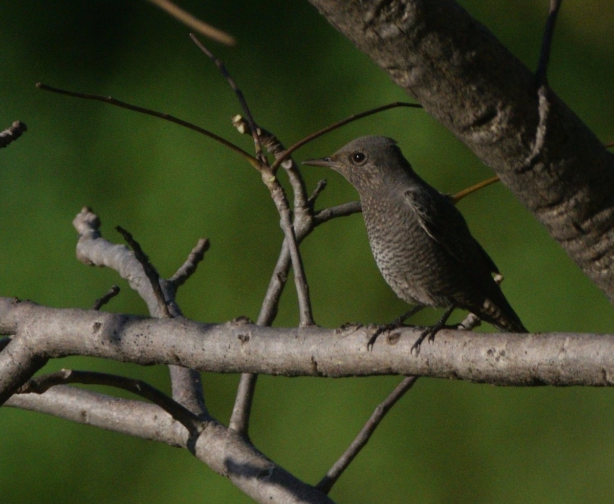Blue Rock-Thrush - ML647070307
