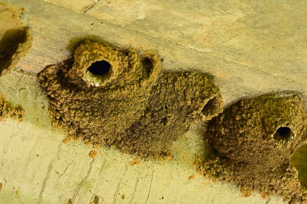 Cliff Swallow - ML647070320