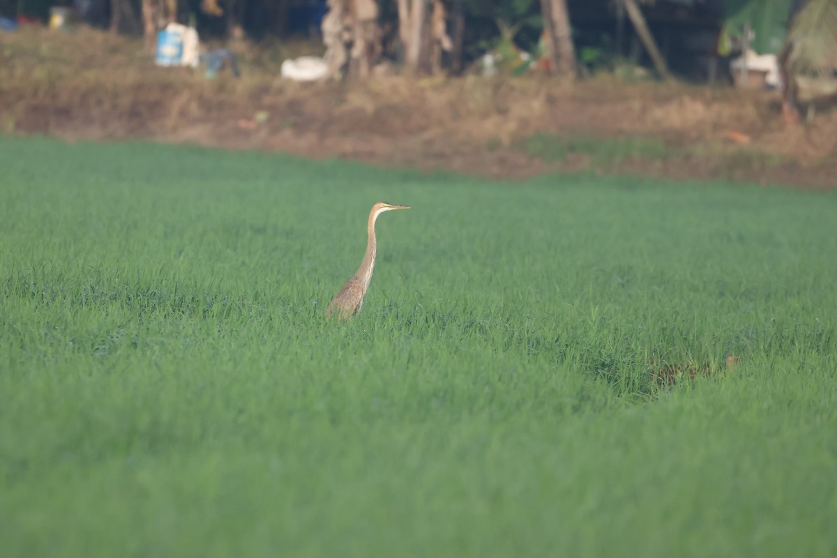 Purple Heron - ML647070324