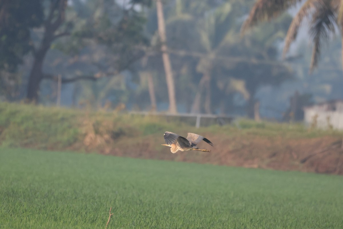 Purple Heron - ML647070325