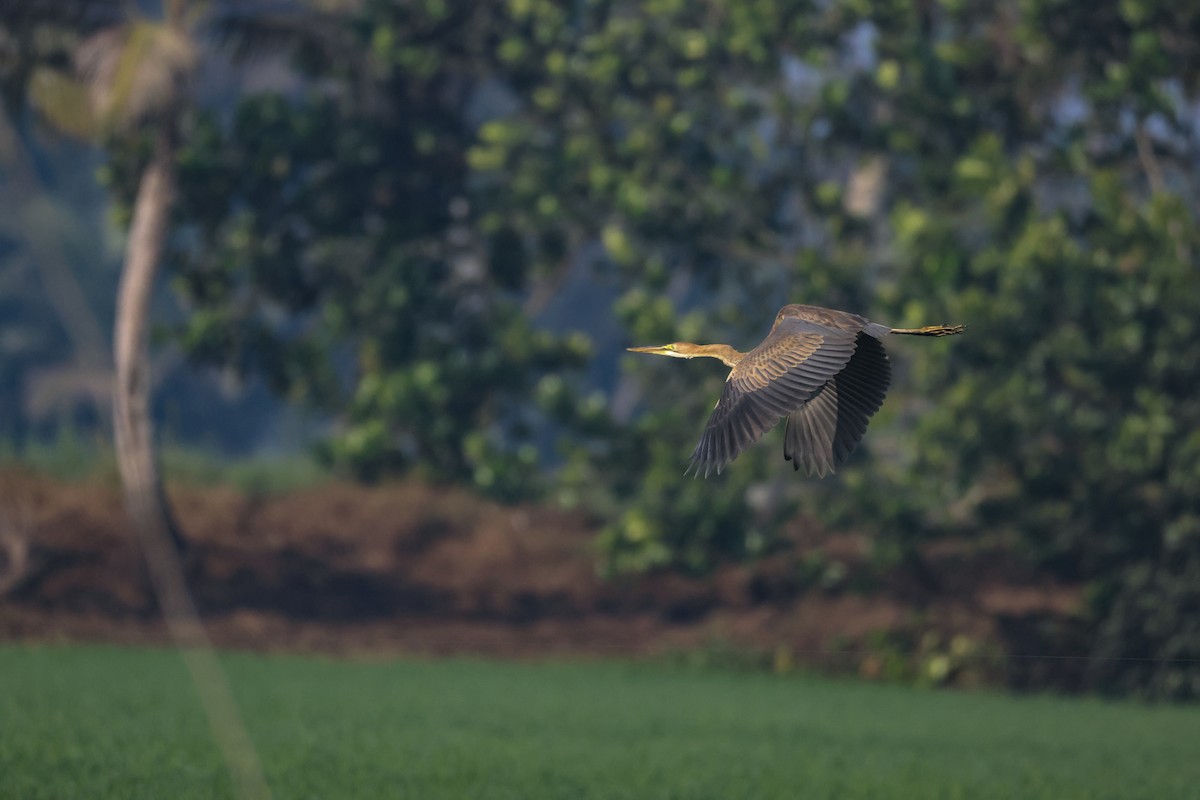 Purple Heron - ML647070326