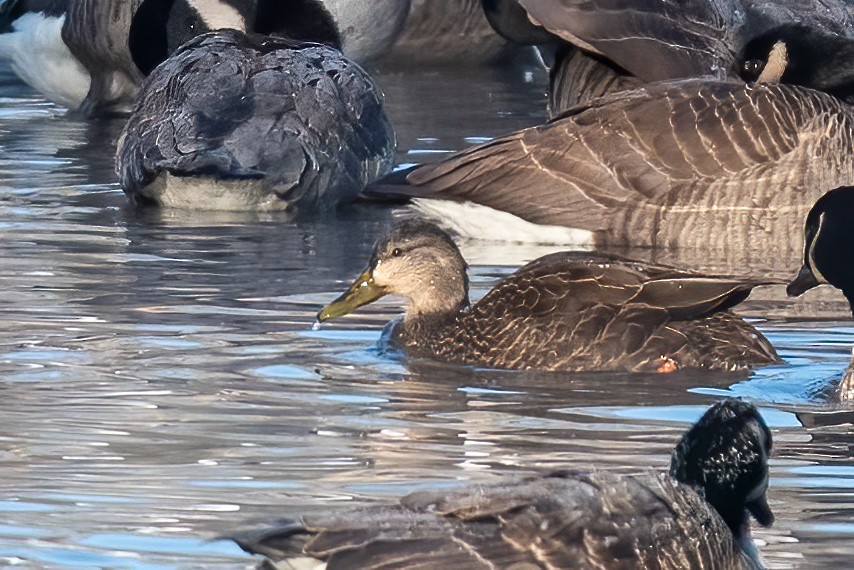 Американская кряква - ML647070327