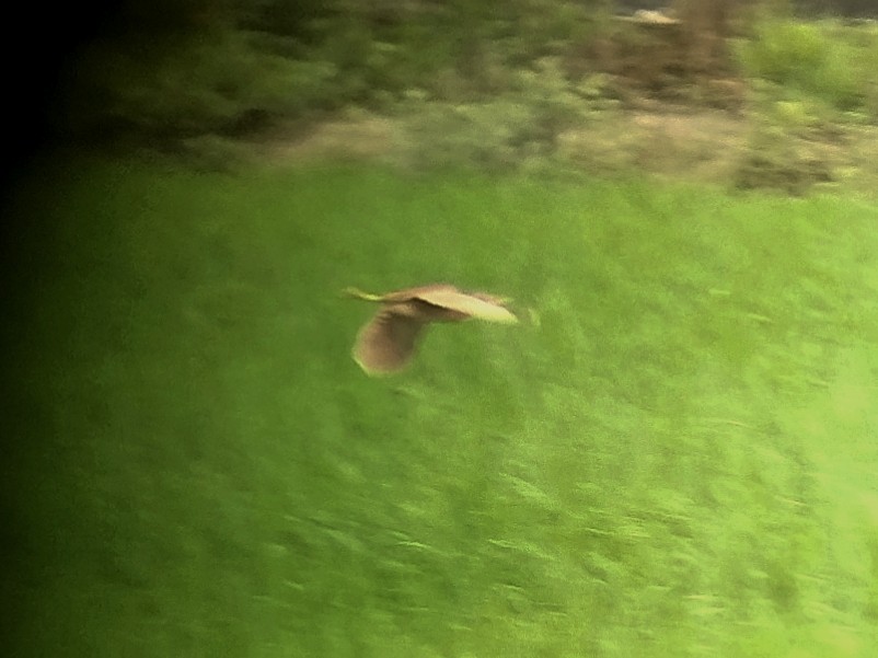 Cinnamon Bittern - ML647070329