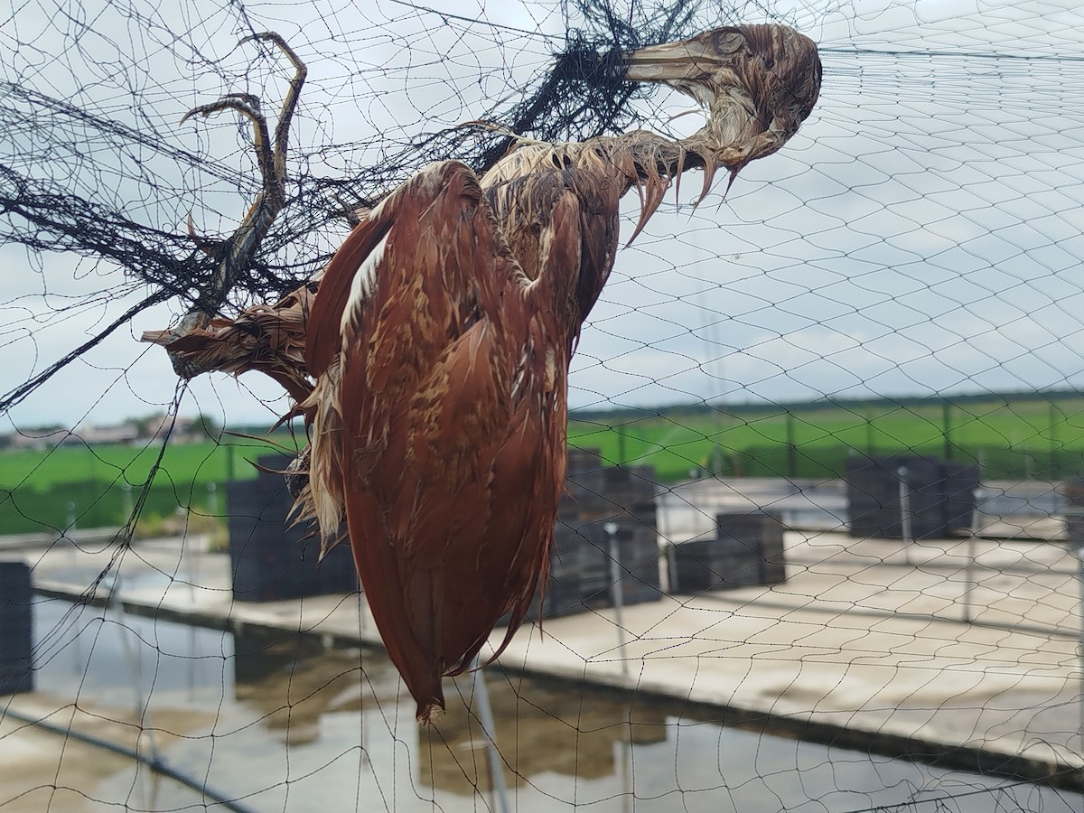 Cinnamon Bittern - ML647070330