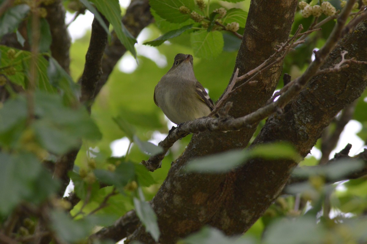 White-crested Elaenia - ML647070339