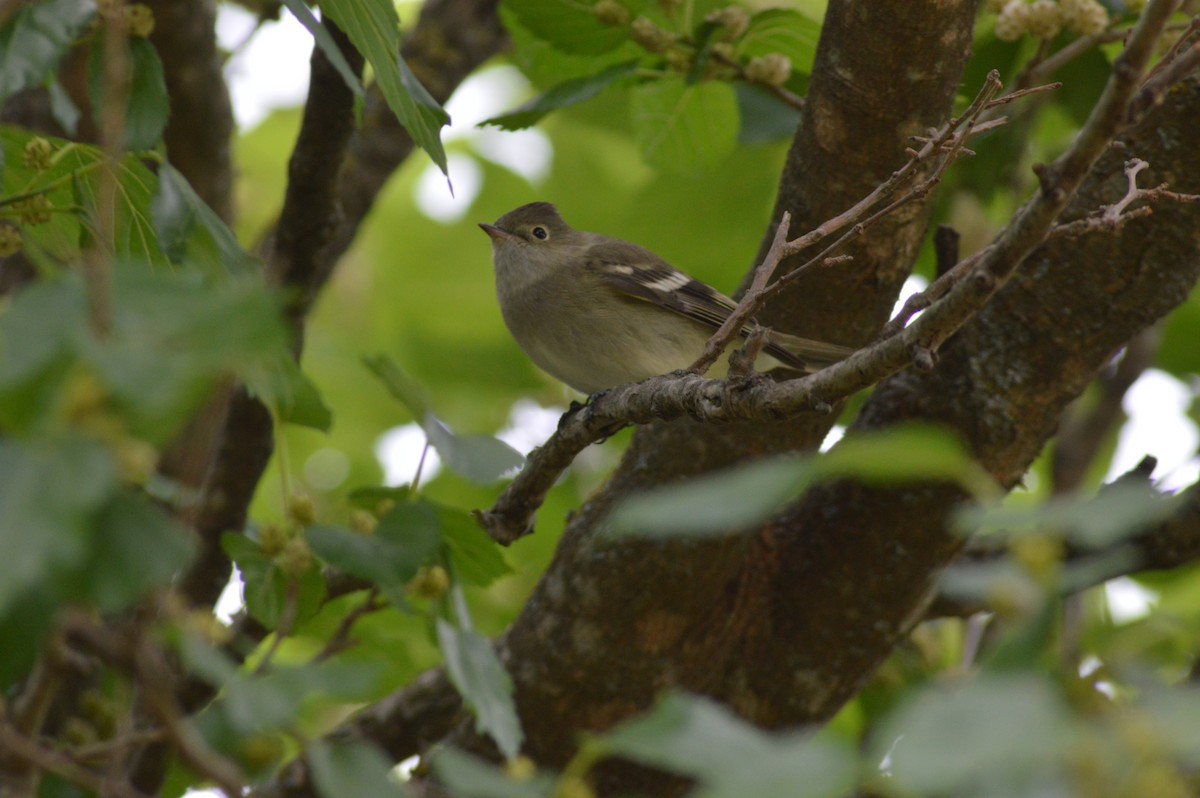 White-crested Elaenia - ML647070340