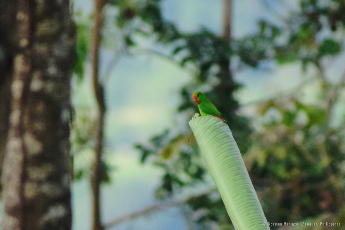 Philippine Hanging-Parrot - ML647070349
