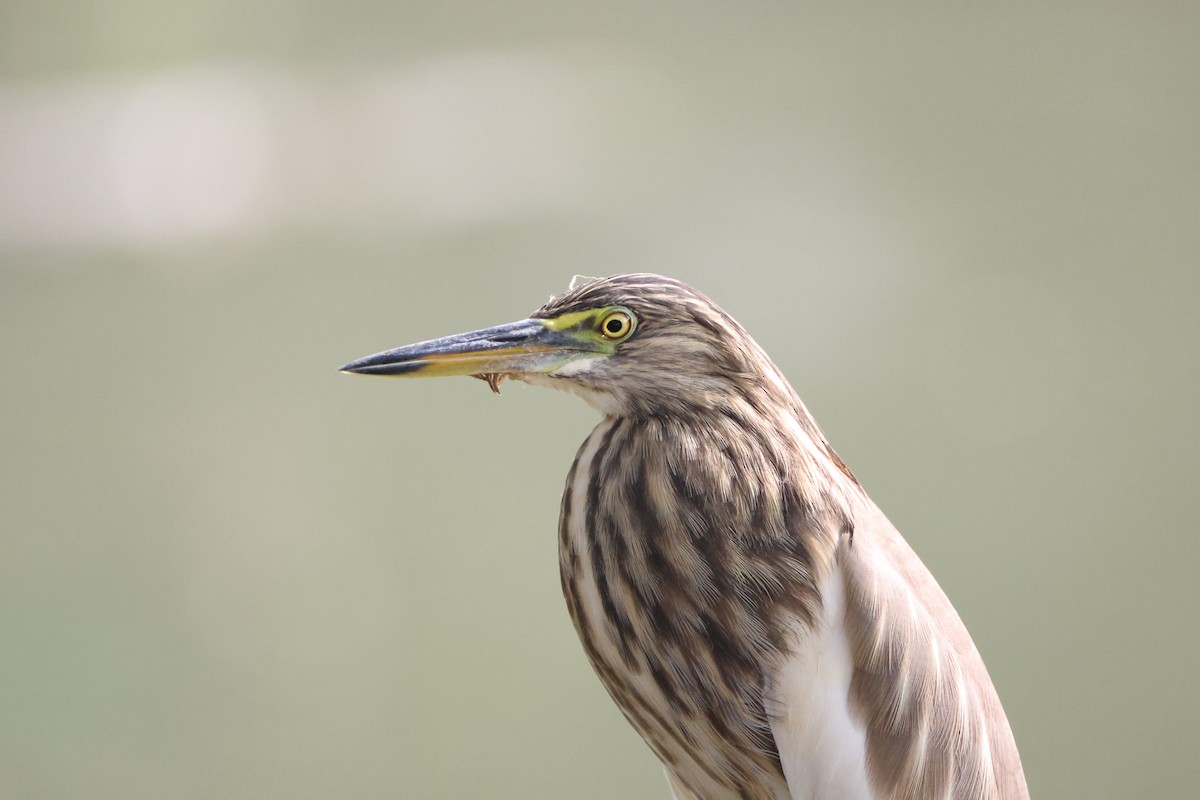 Indian Pond-Heron - ML647070359