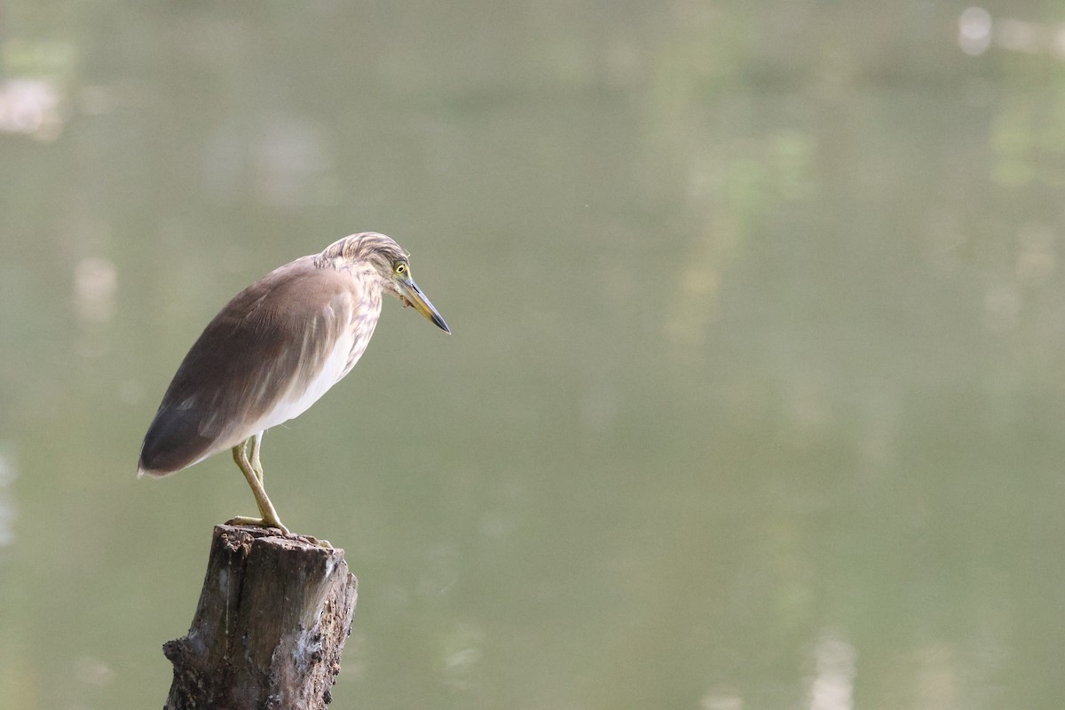 Indian Pond-Heron - ML647070360