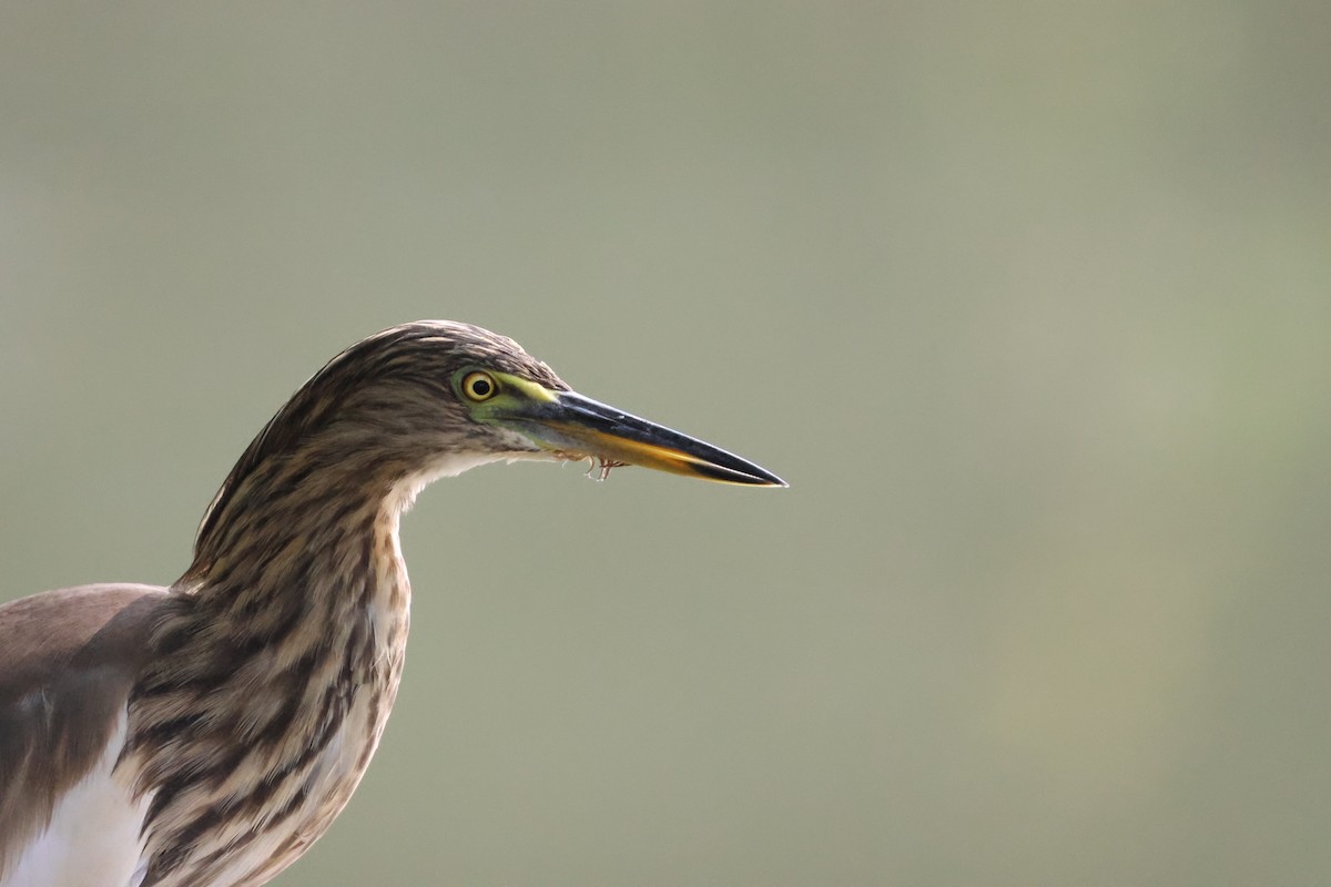 Indian Pond-Heron - ML647070361