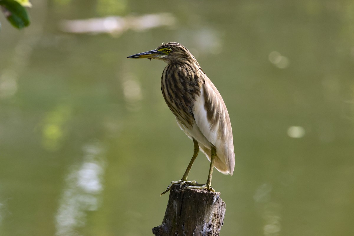 Indian Pond-Heron - ML647070363
