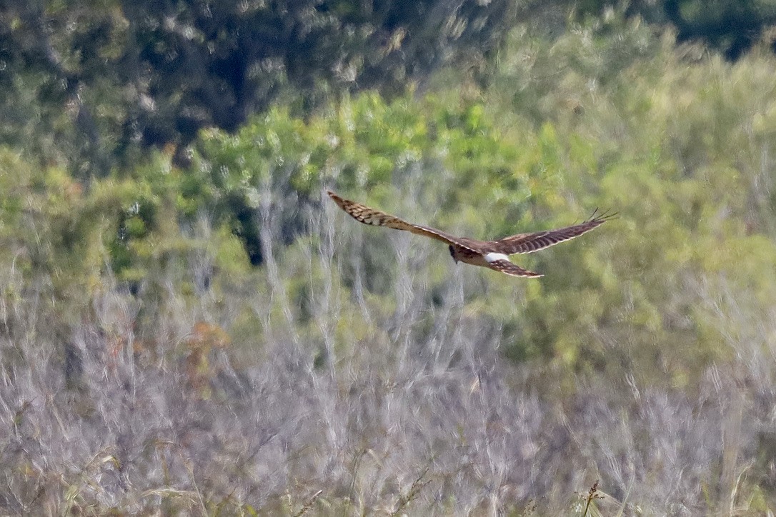 Northern Harrier - ML647070365