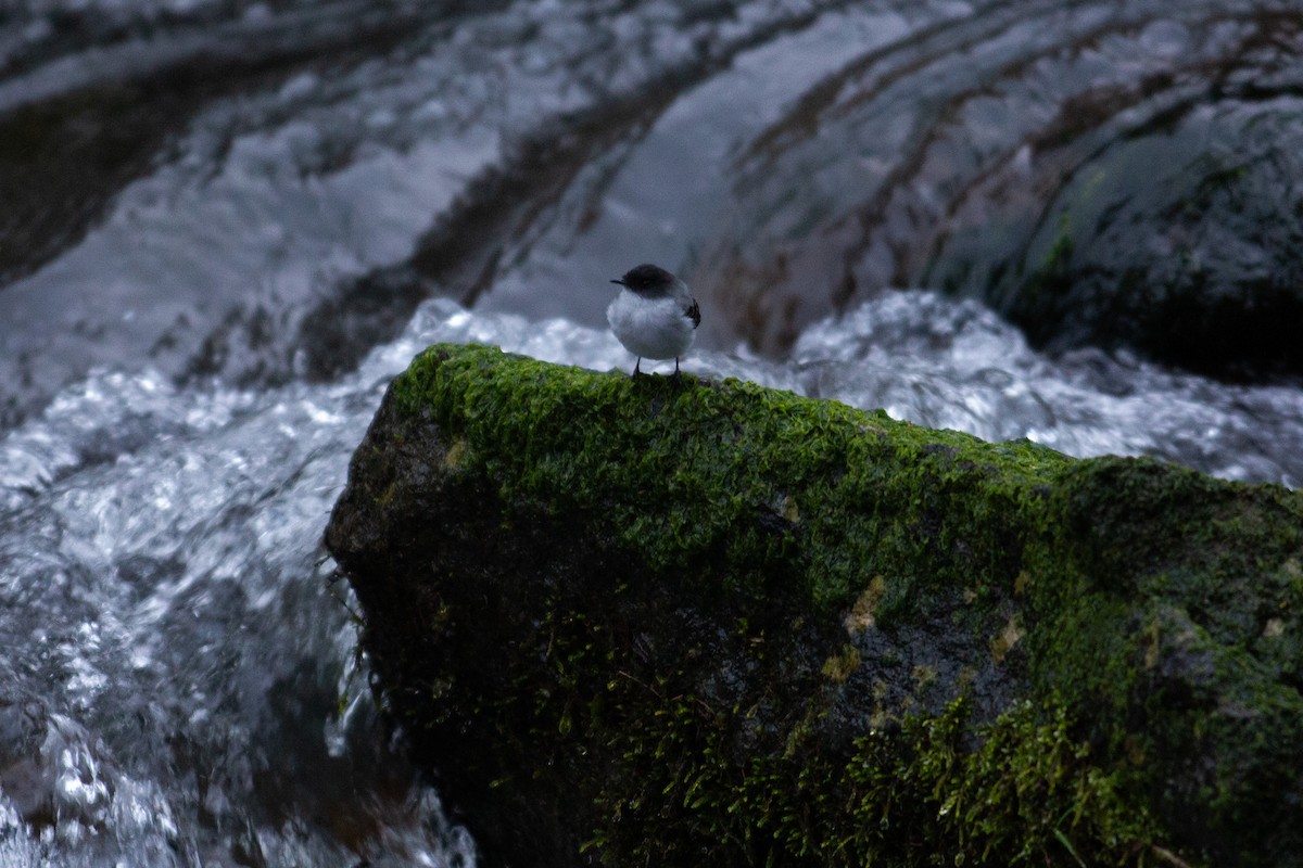 Torrent Tyrannulet - ML647070367