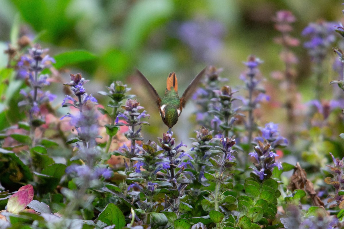 Scintillant Hummingbird - ML647070371