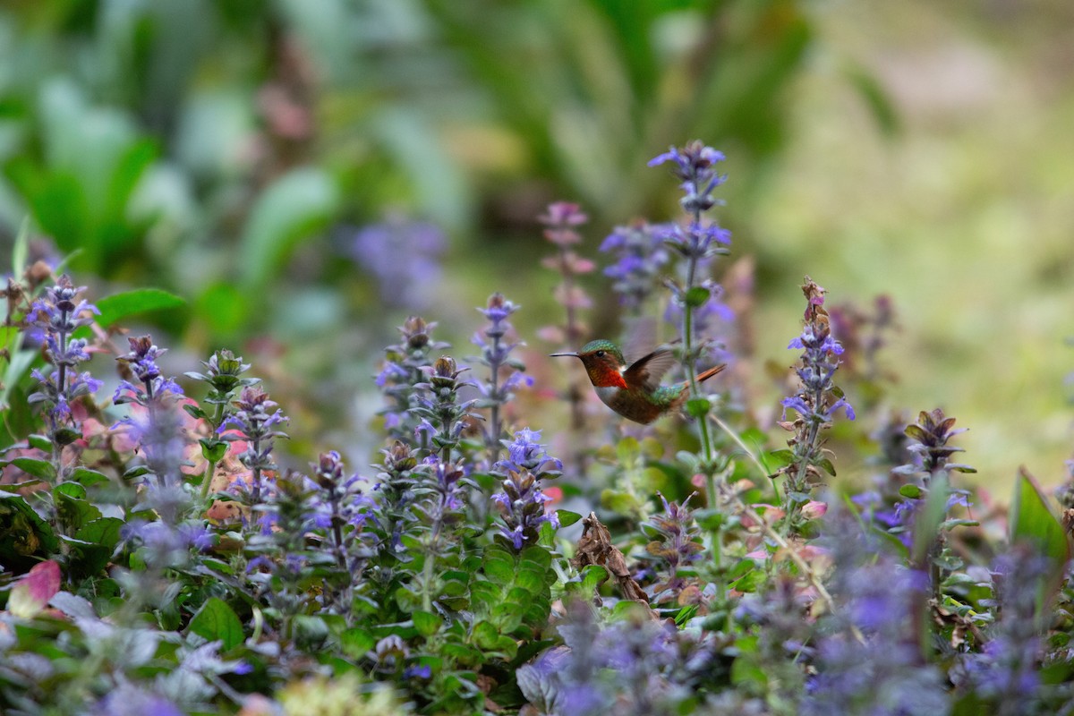 Scintillant Hummingbird - ML647070372