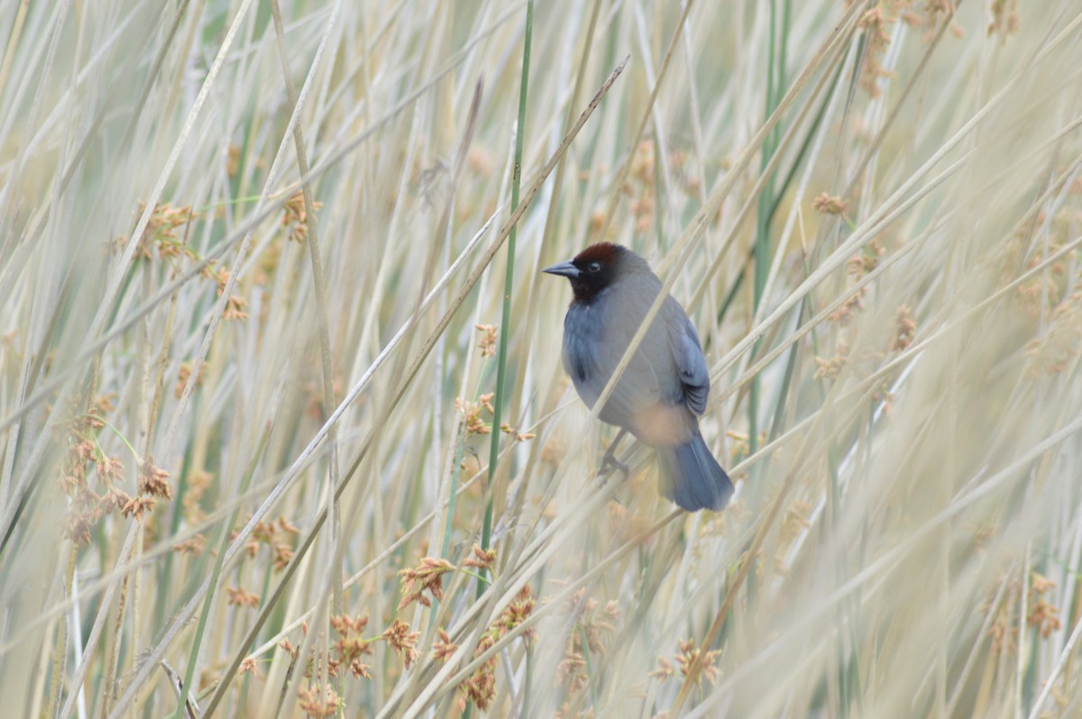Chestnut-capped Blackbird - ML647070376