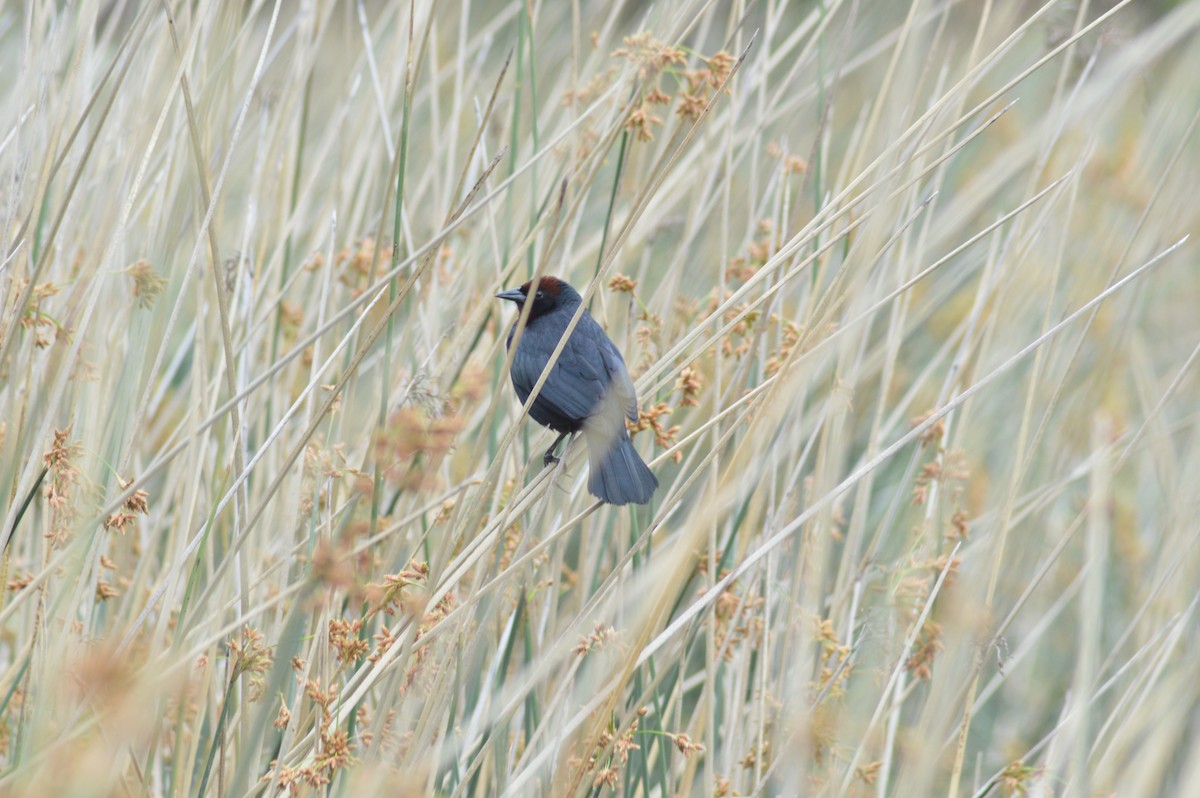 Chestnut-capped Blackbird - ML647070377