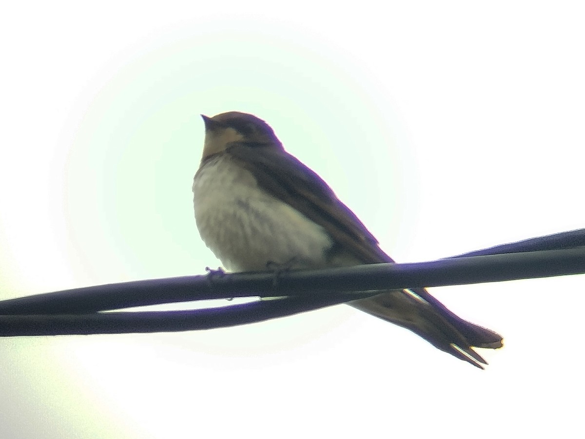 vlaštovka pacifická - ML647070383