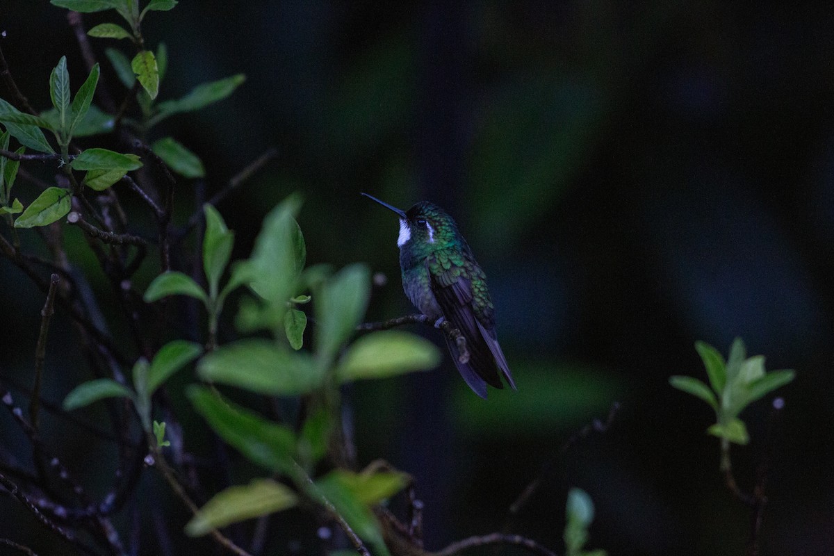 White-throated Mountain-gem - ML647070388