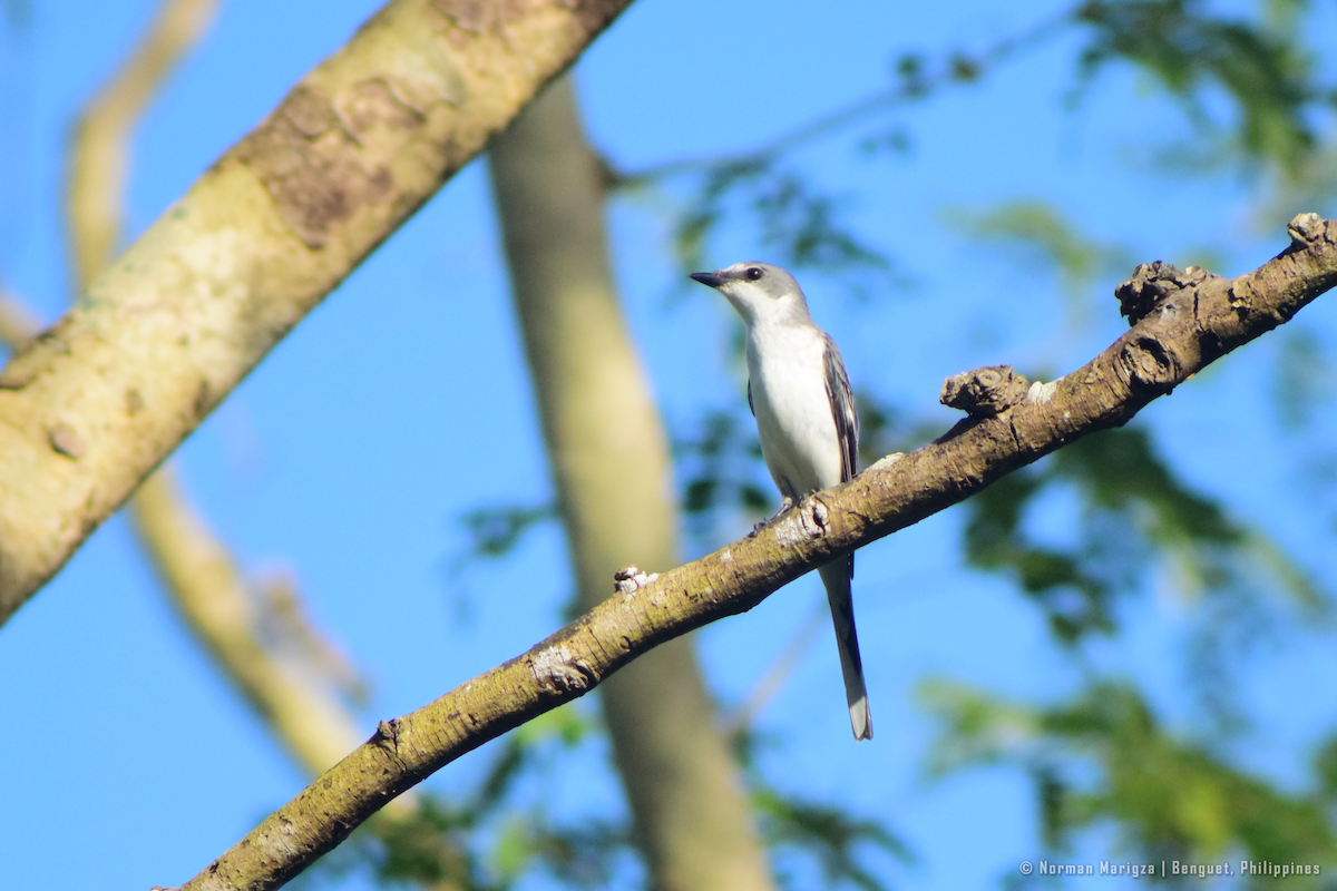 Minivet Ceniciento - ML647070391