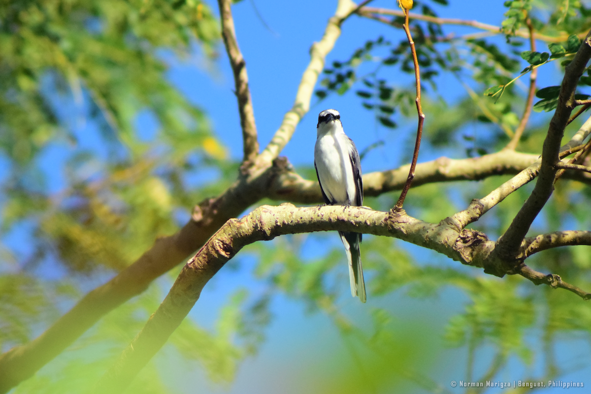 Minivet Ceniciento - ML647070392