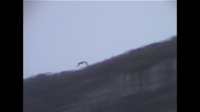 Gray Petrel - ML647070401