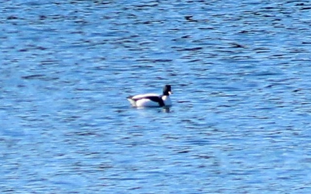 Tarro Blanco - ML647070404