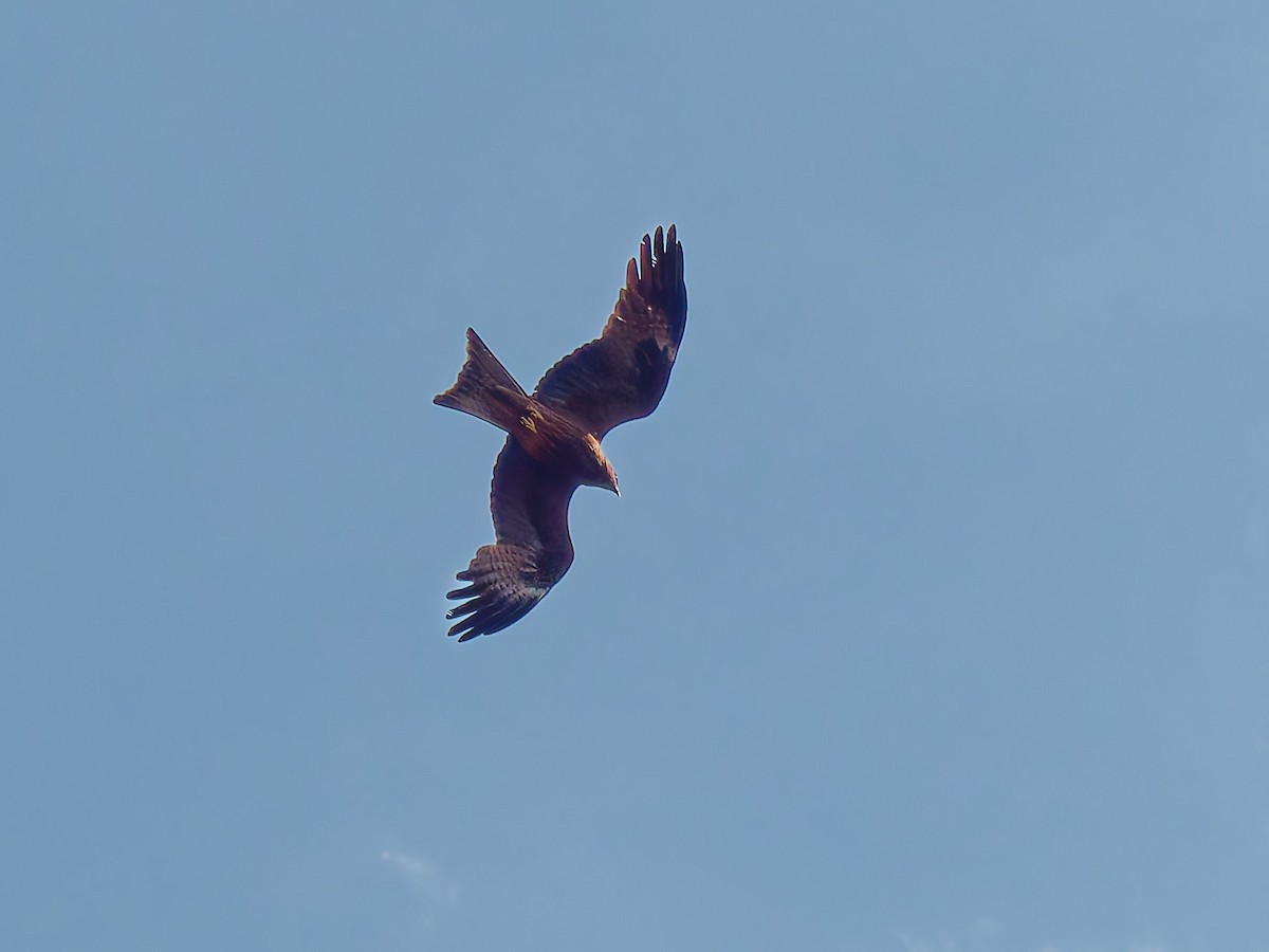 Black Kite - ML647070410