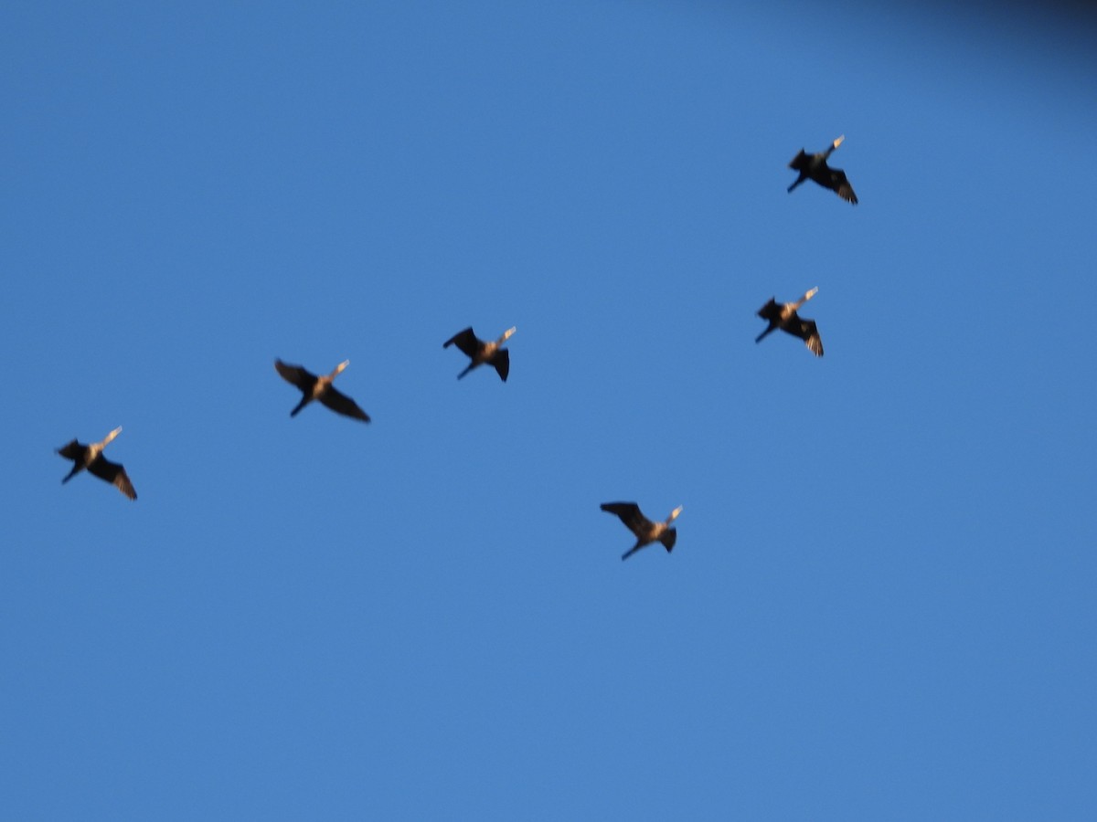 kormorán velký - ML647070413