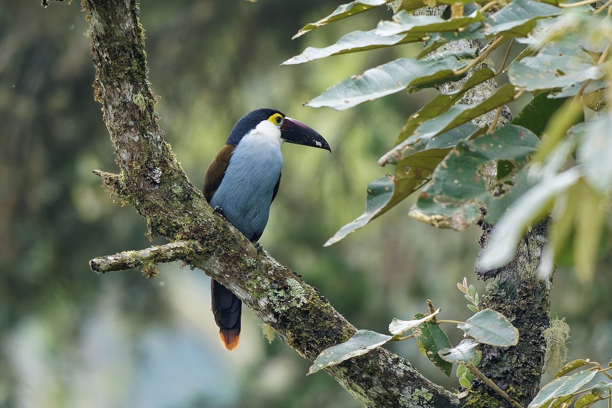 Андигена білощока - ML647070419