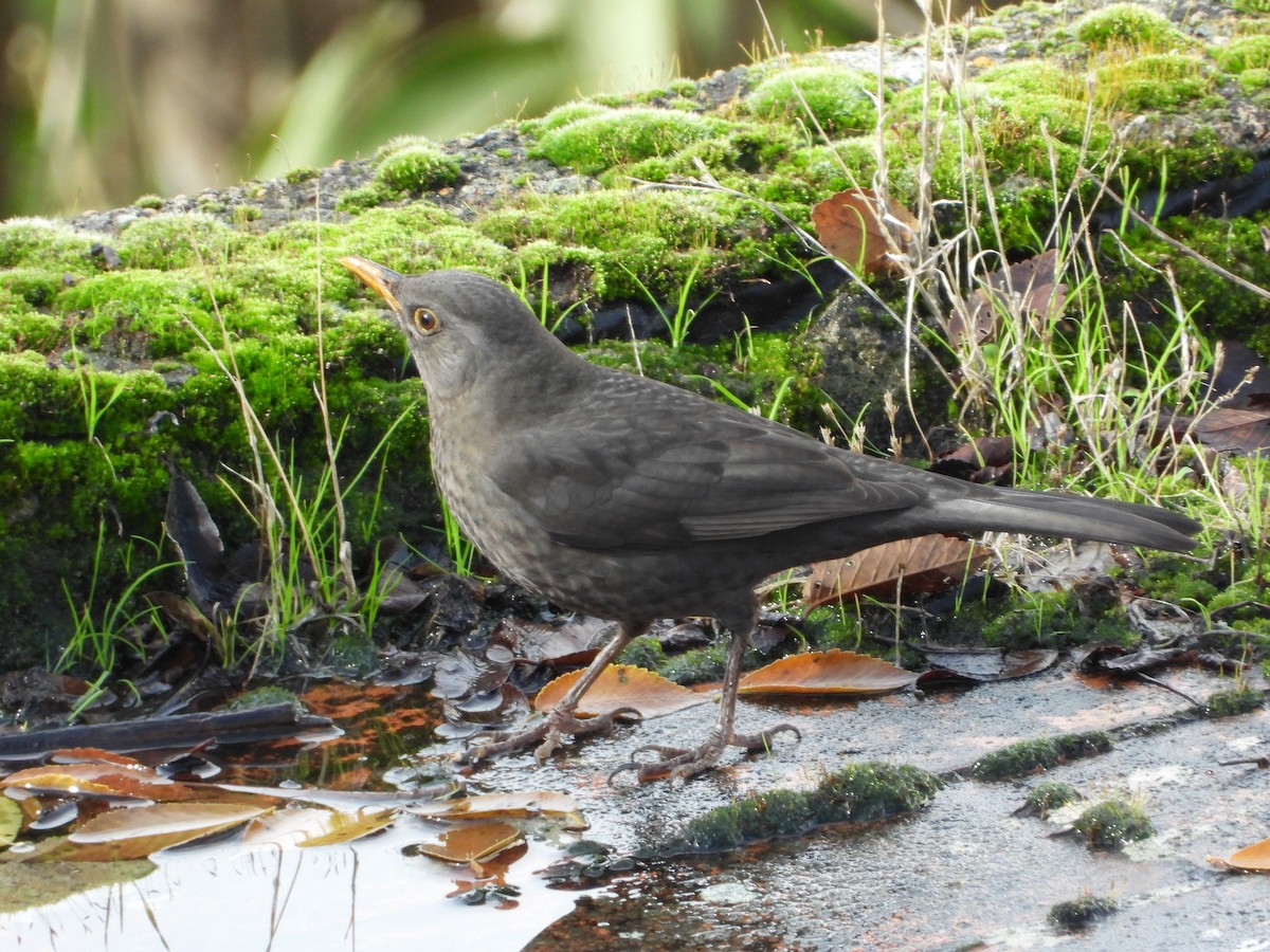 kos černý - ML647070434