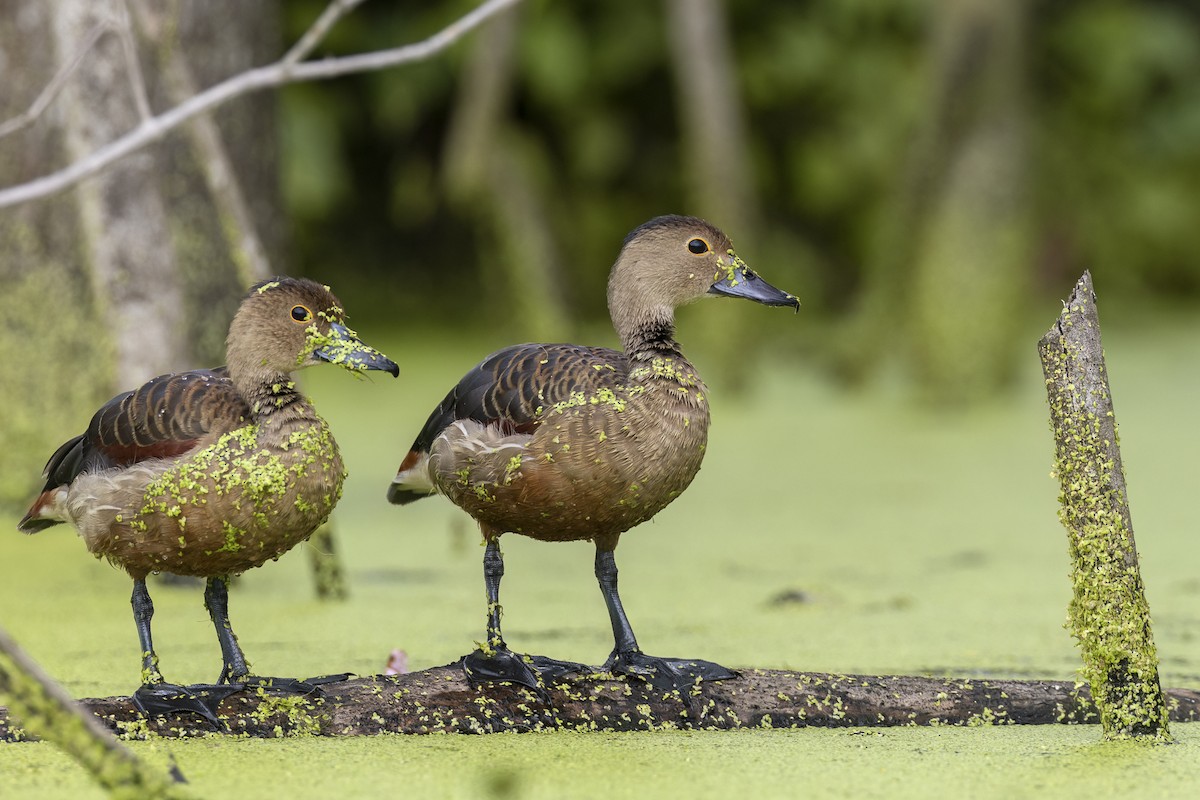 husička malá - ML647070436