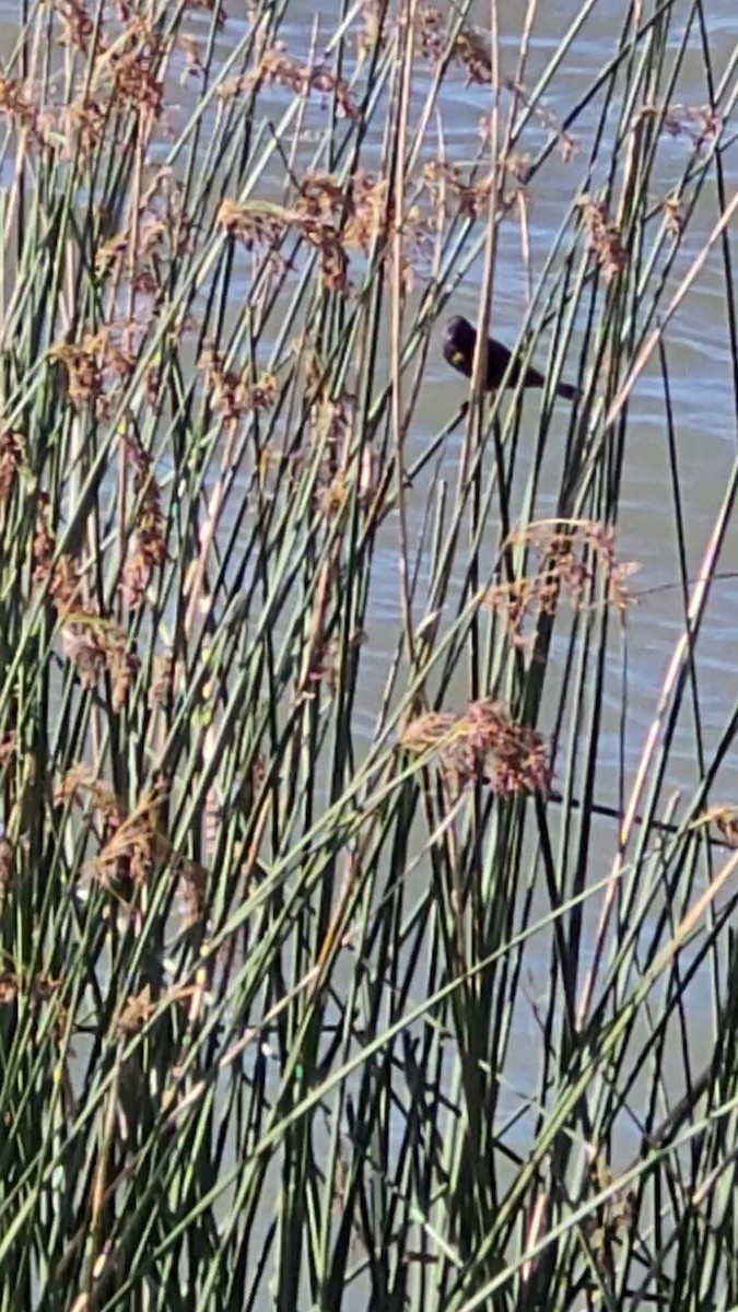 Yellow-winged Blackbird - ML647070444