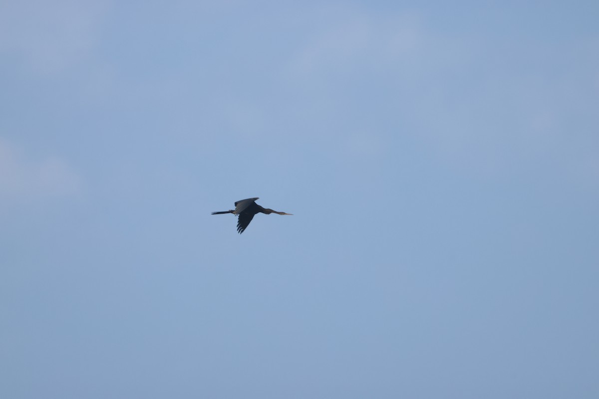 orientslangehals - ML647070457