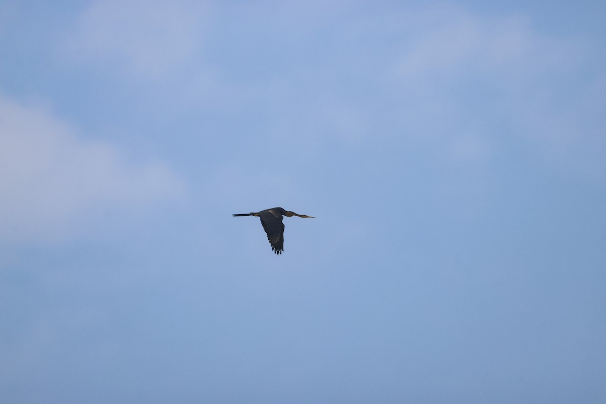 orientslangehals - ML647070458