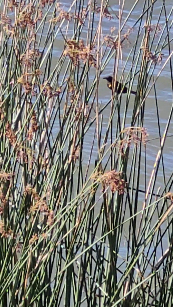 Yellow-winged Blackbird - ML647070460