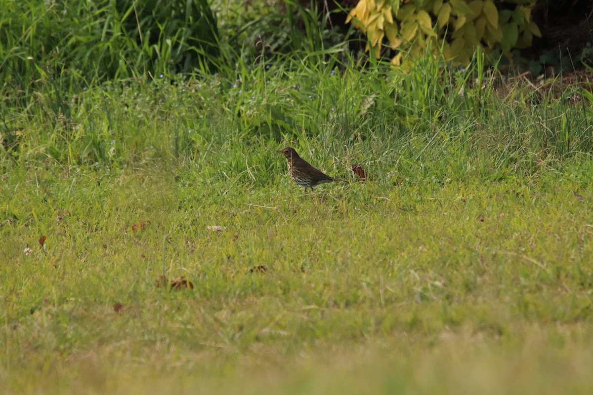 Song Thrush - ML647070474