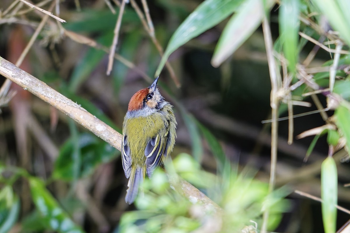 Rufous-crowned Tody-Flycatcher - ML647070476
