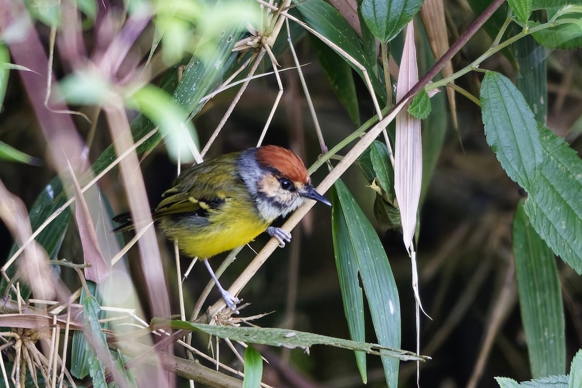 Rufous-crowned Tody-Flycatcher - ML647070477