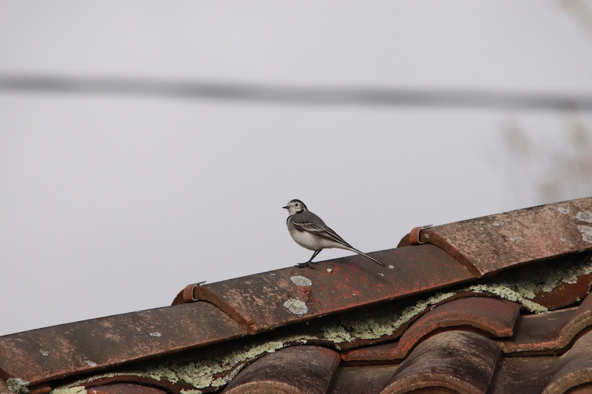 konipas bílý - ML647070478