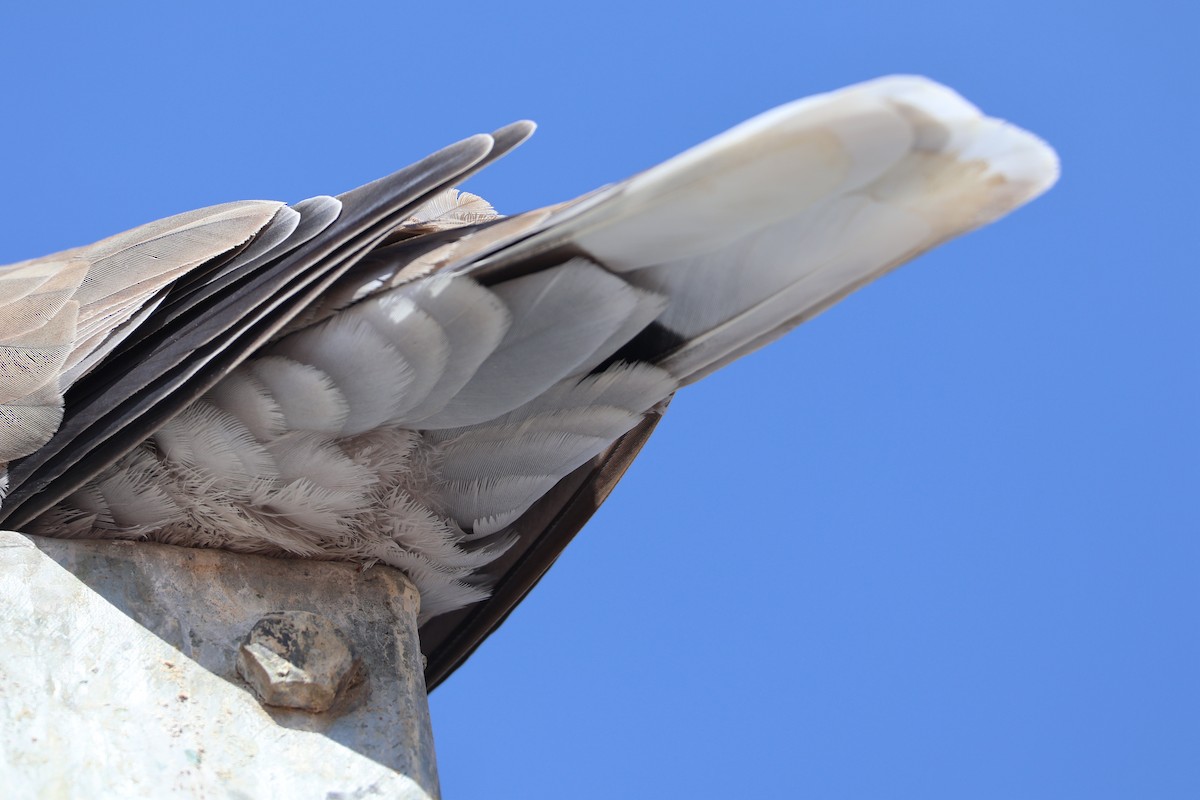 African Collared-Dove - ML647070481