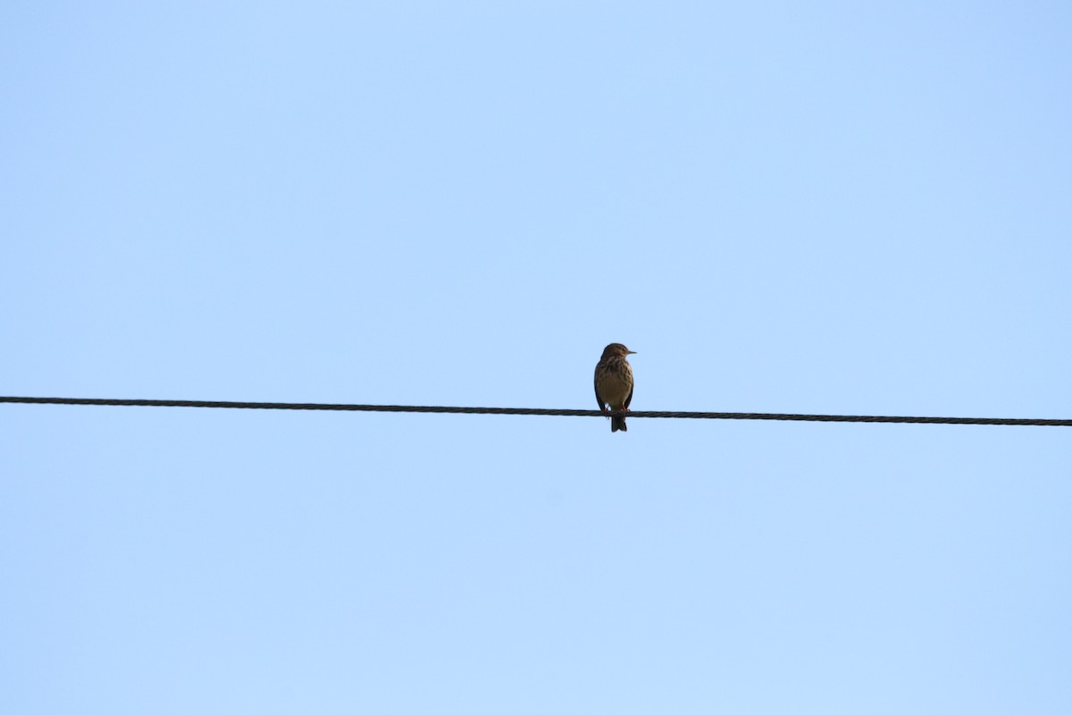 マキバタヒバリ - ML647070485