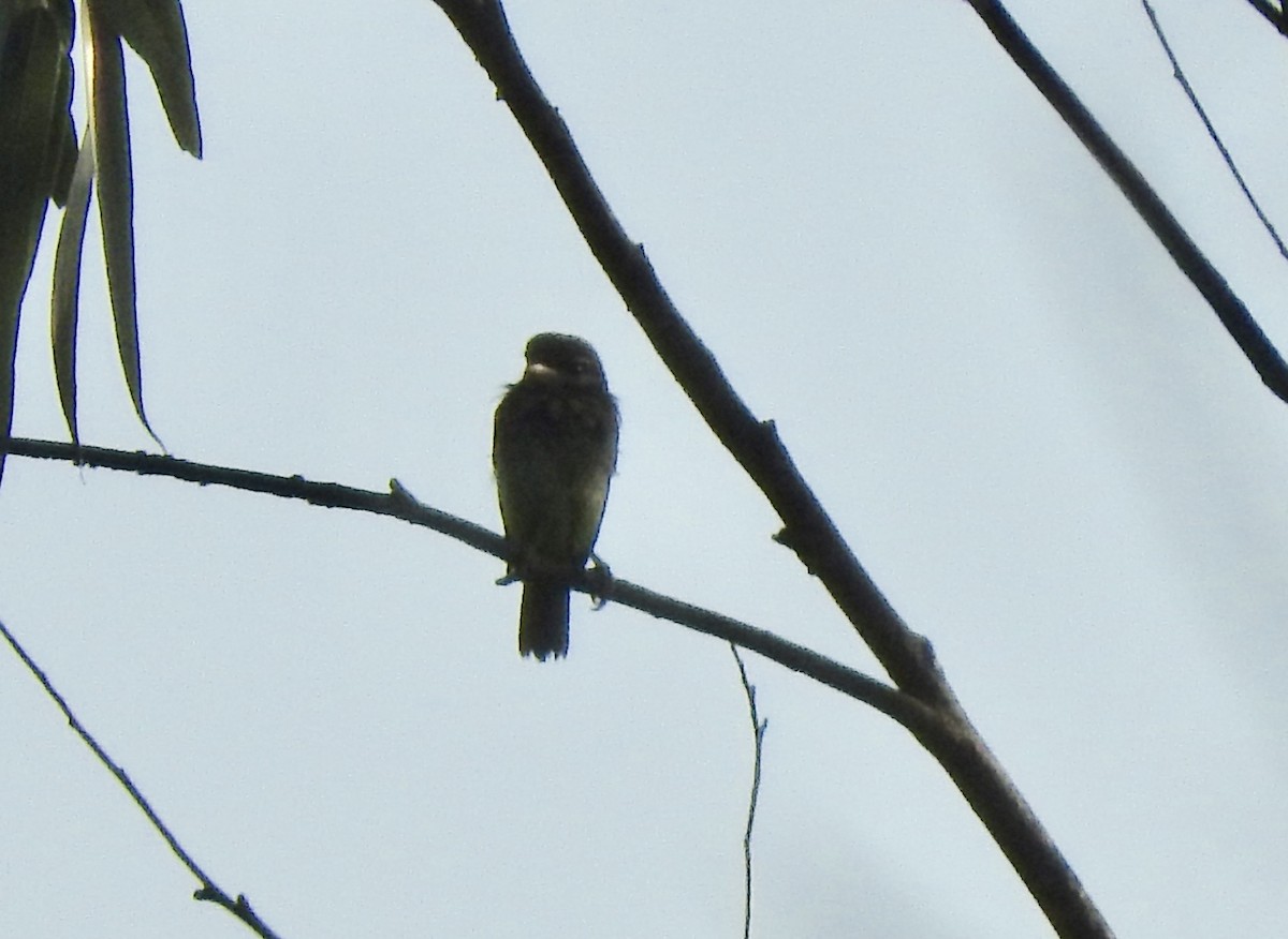 White-cheeked Barbet - ML647070489